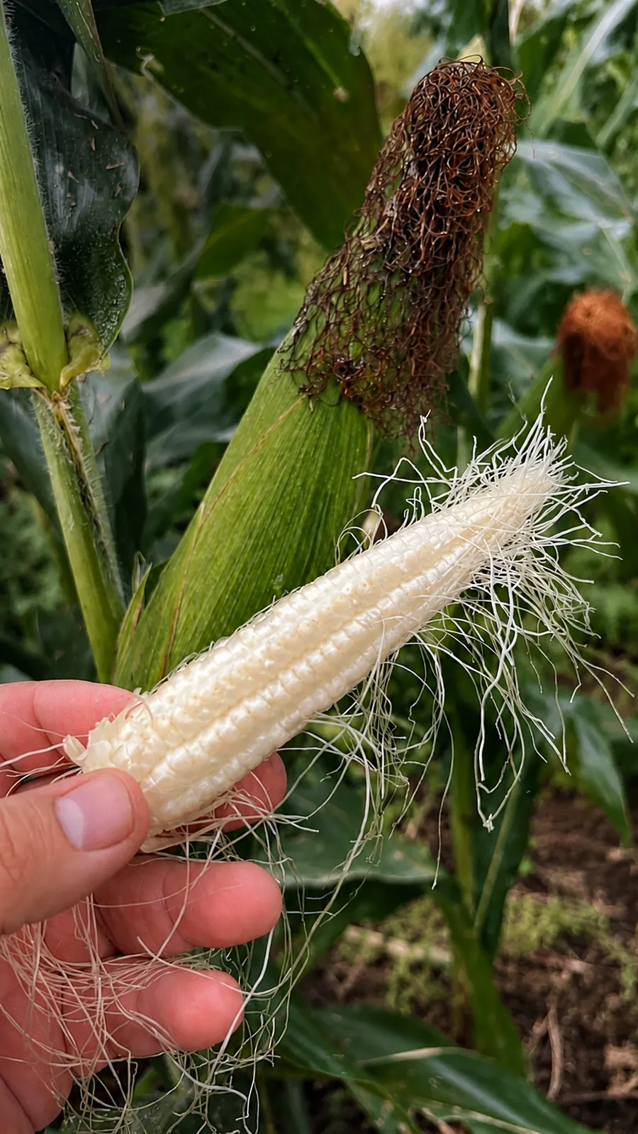 La idea detrás de
